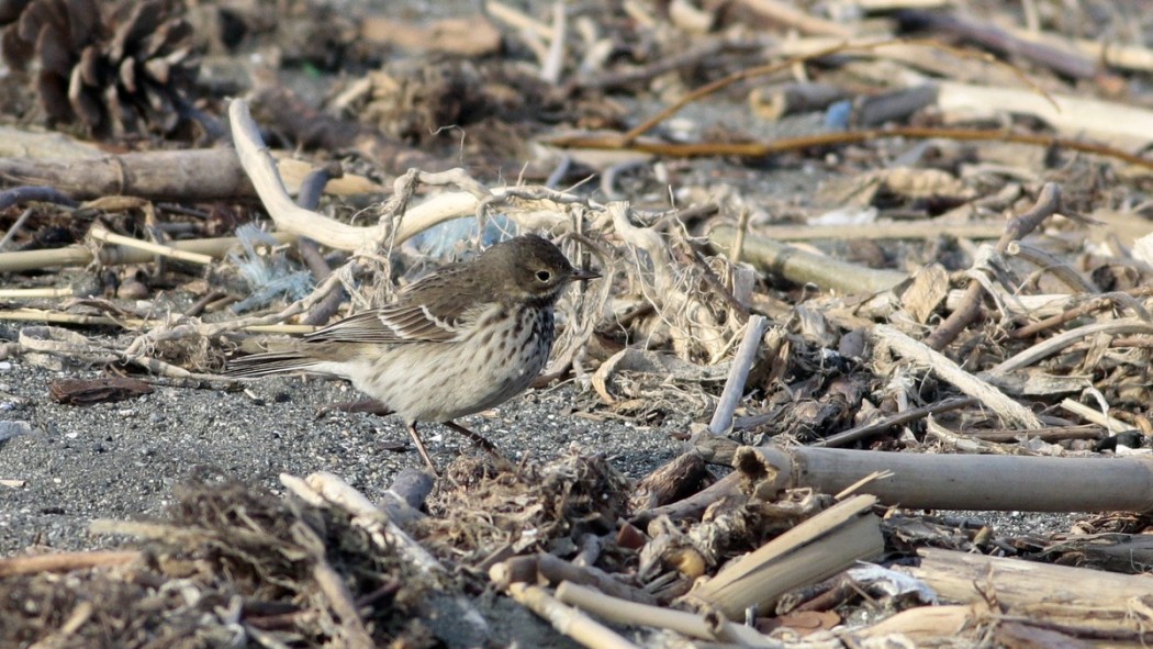 Buff-bellied Pipit