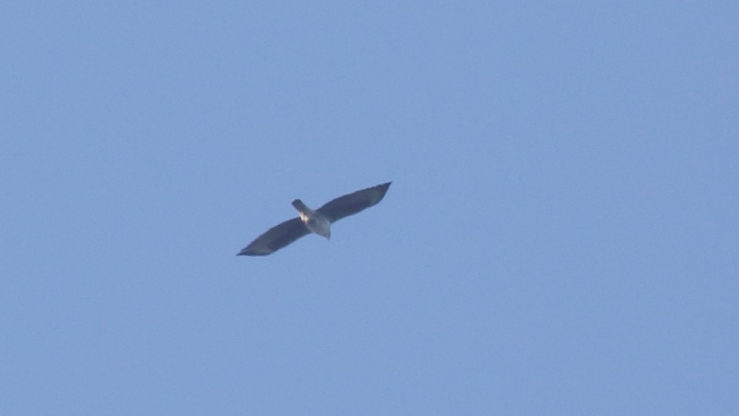 Bonelli`s Eagle