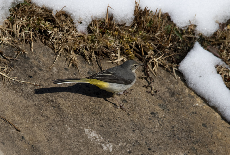 Grey Wagtail