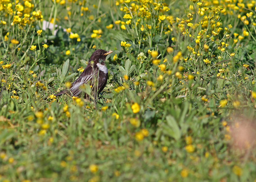 Ring Ouzel