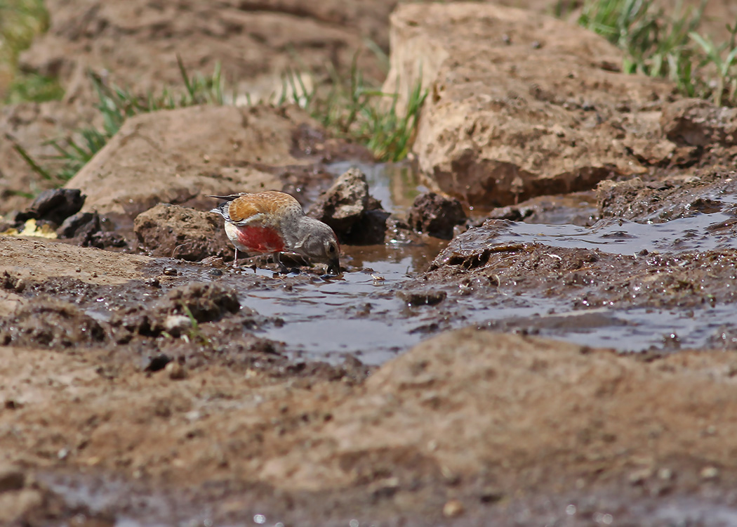 Common Linnet