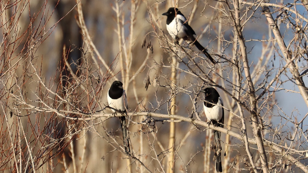 Eurasian Magpie