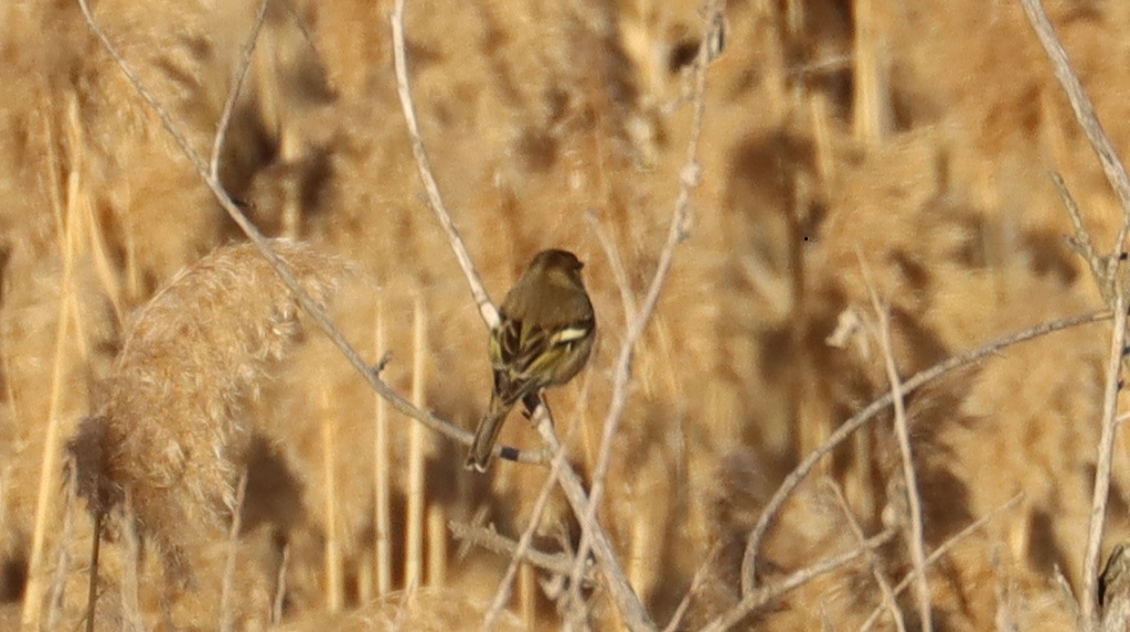 Eurasian Chaffinch