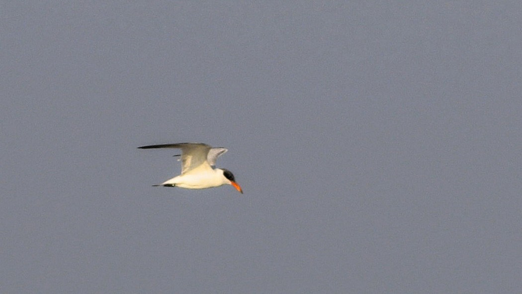 Caspian Tern