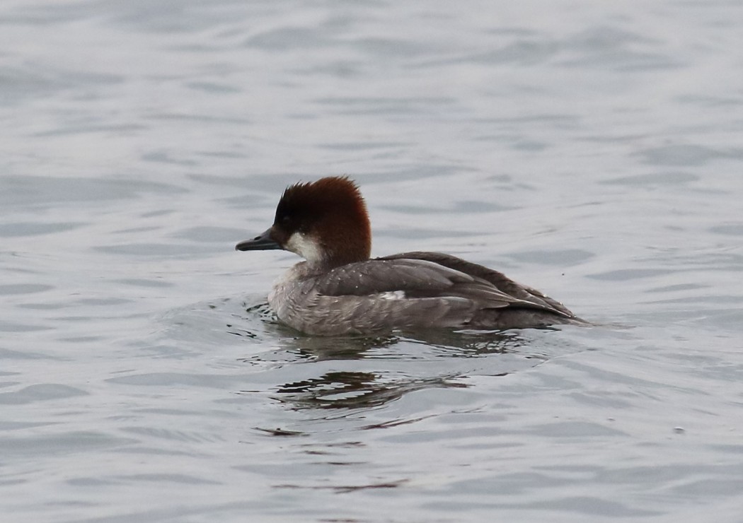 Smew