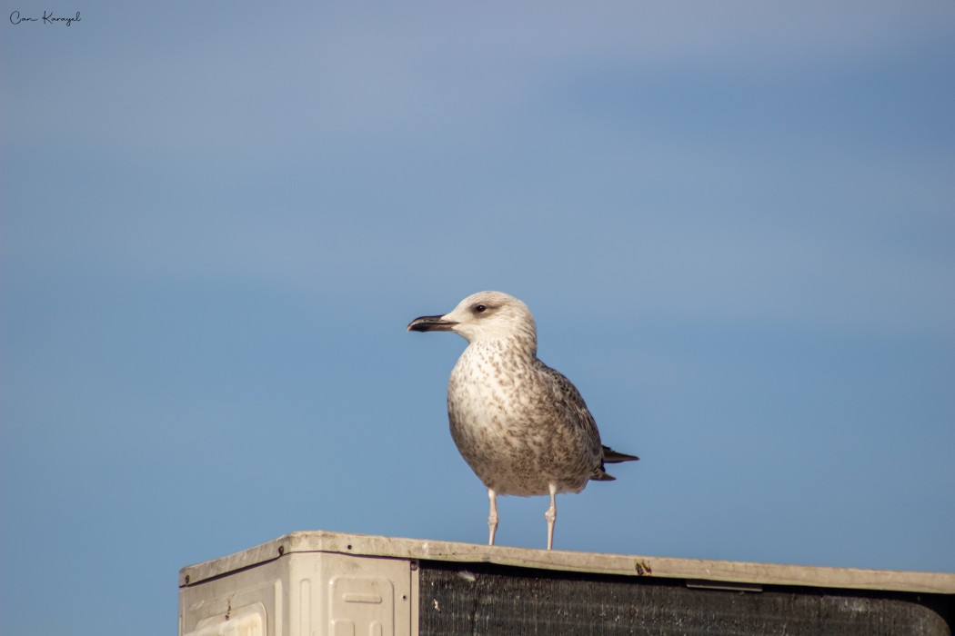 Yellow-legged Gull