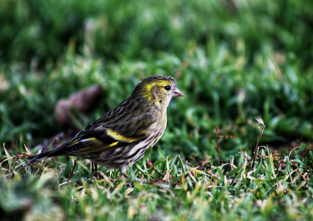 Eurasian Siskin