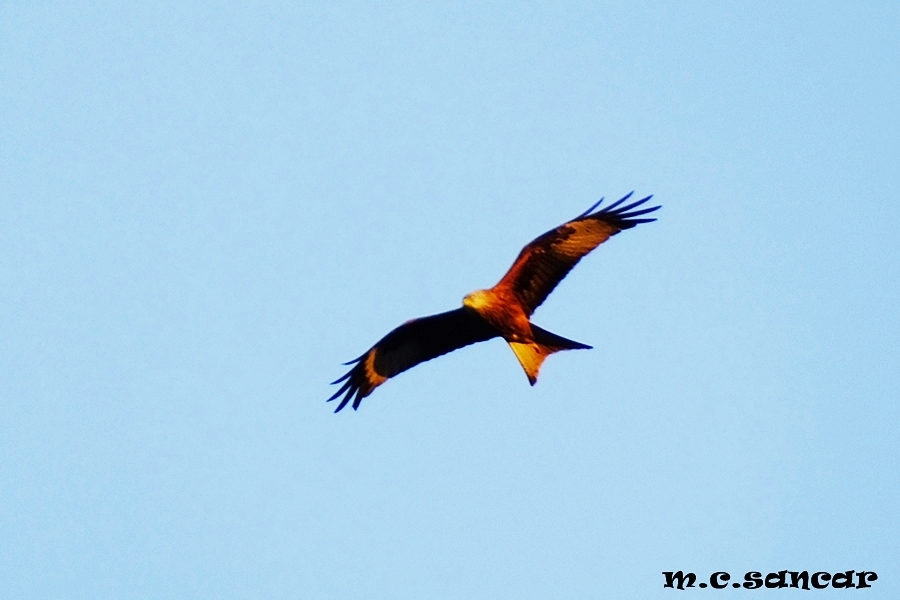 Red Kite
