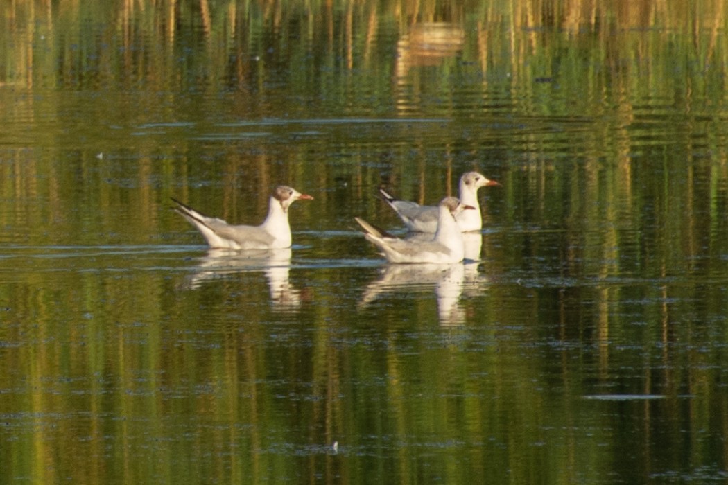 Black-headed Gull