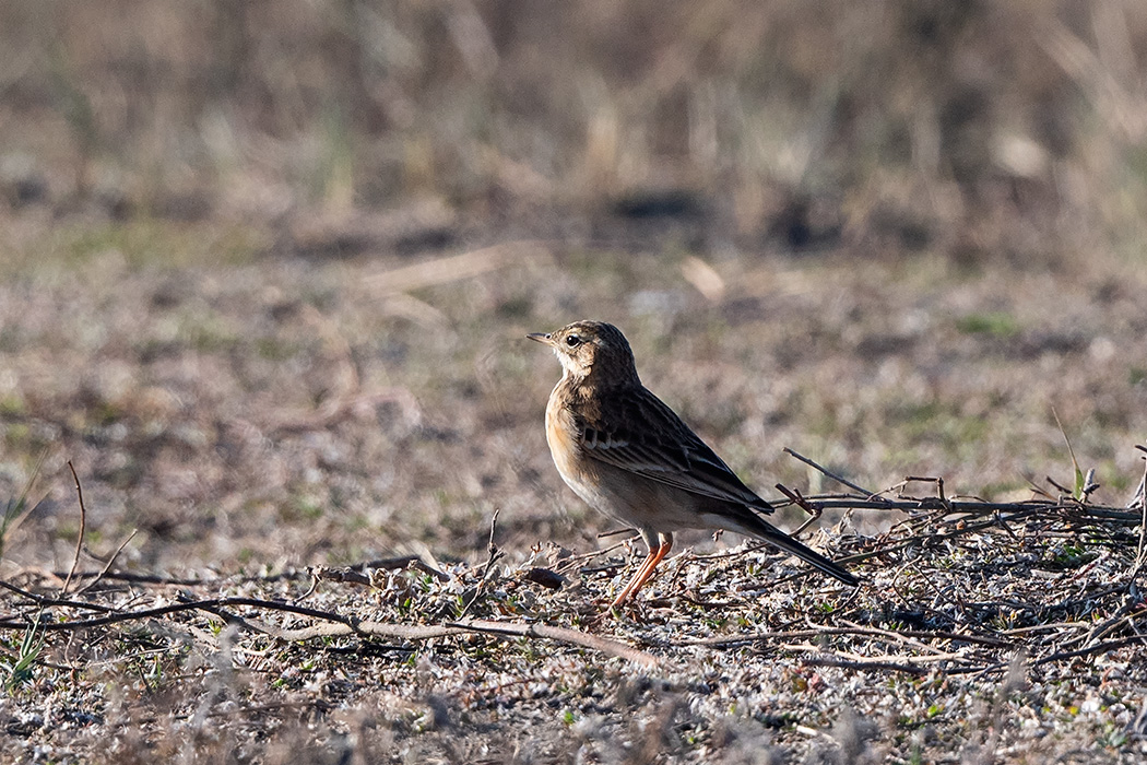 Blyth`s Pipit