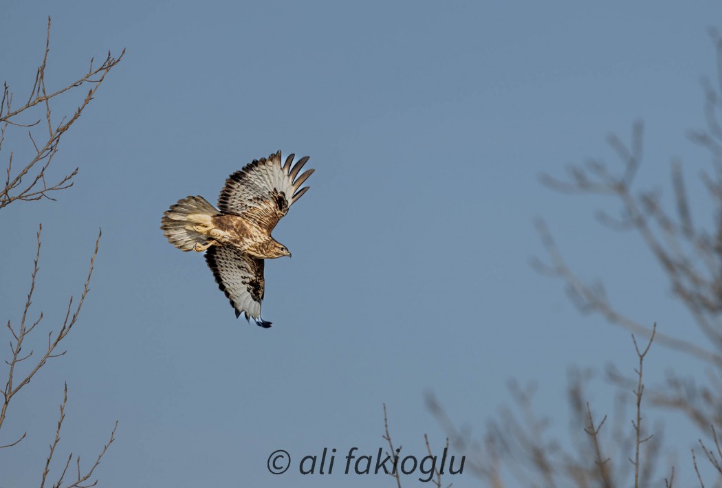 Common Buzzard
