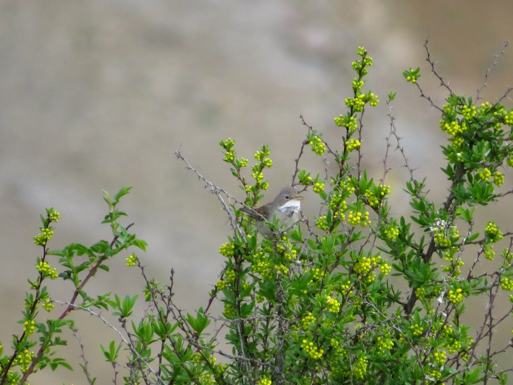 Common Whitethroat