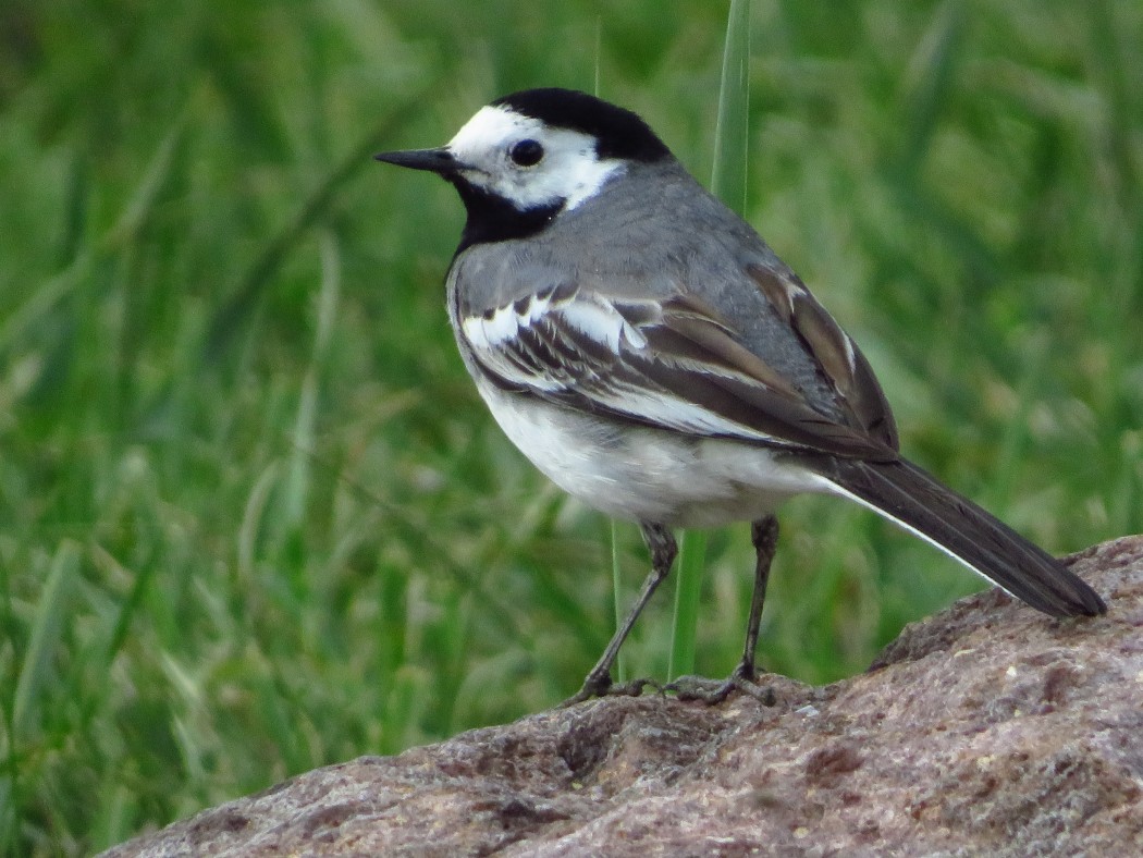 White Wagtail