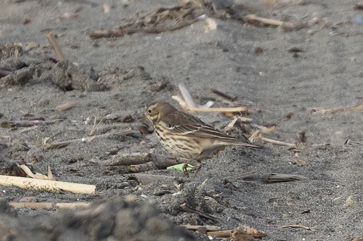 Buff-bellied Pipit