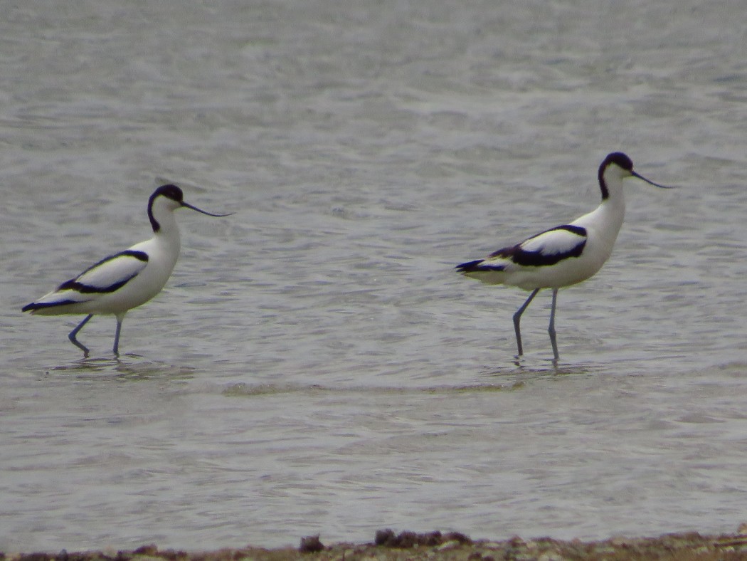 Pied Avocet