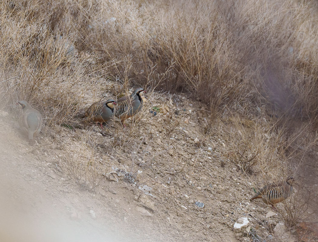Chukar Partridge