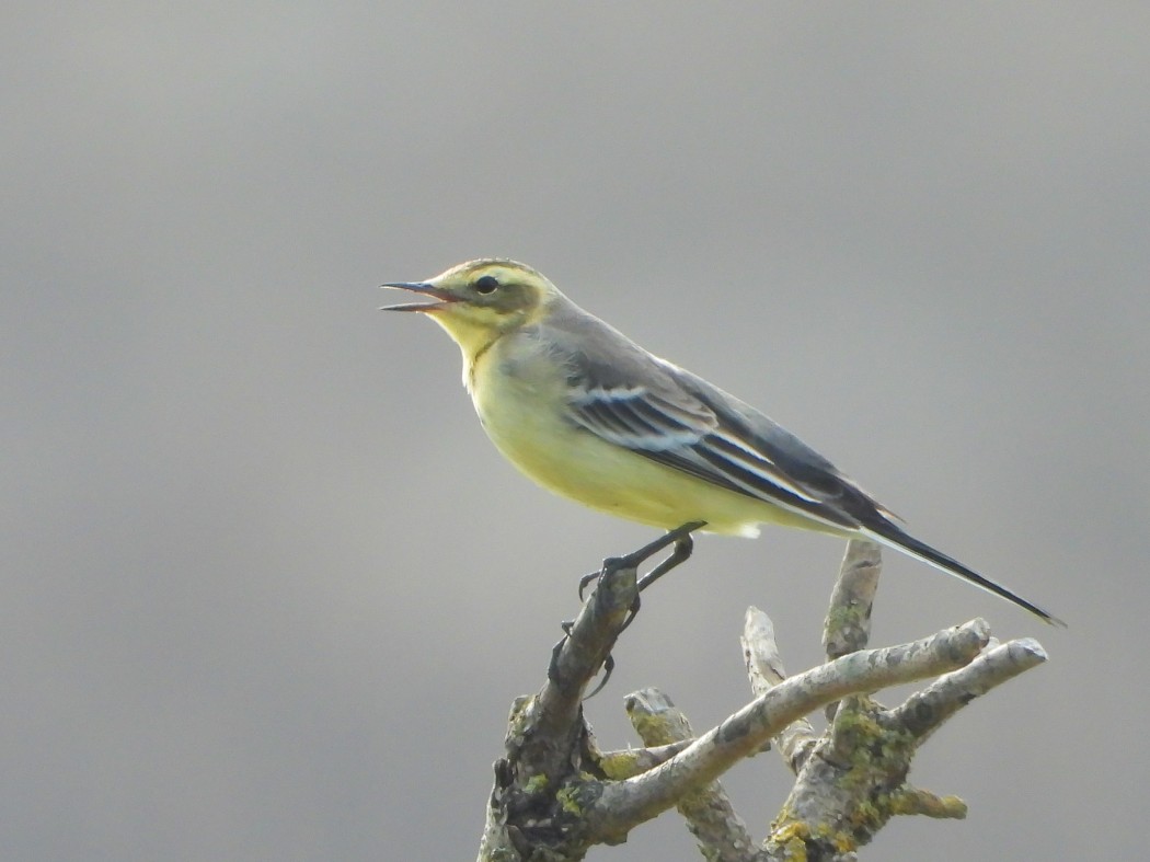 Citrine Wagtail