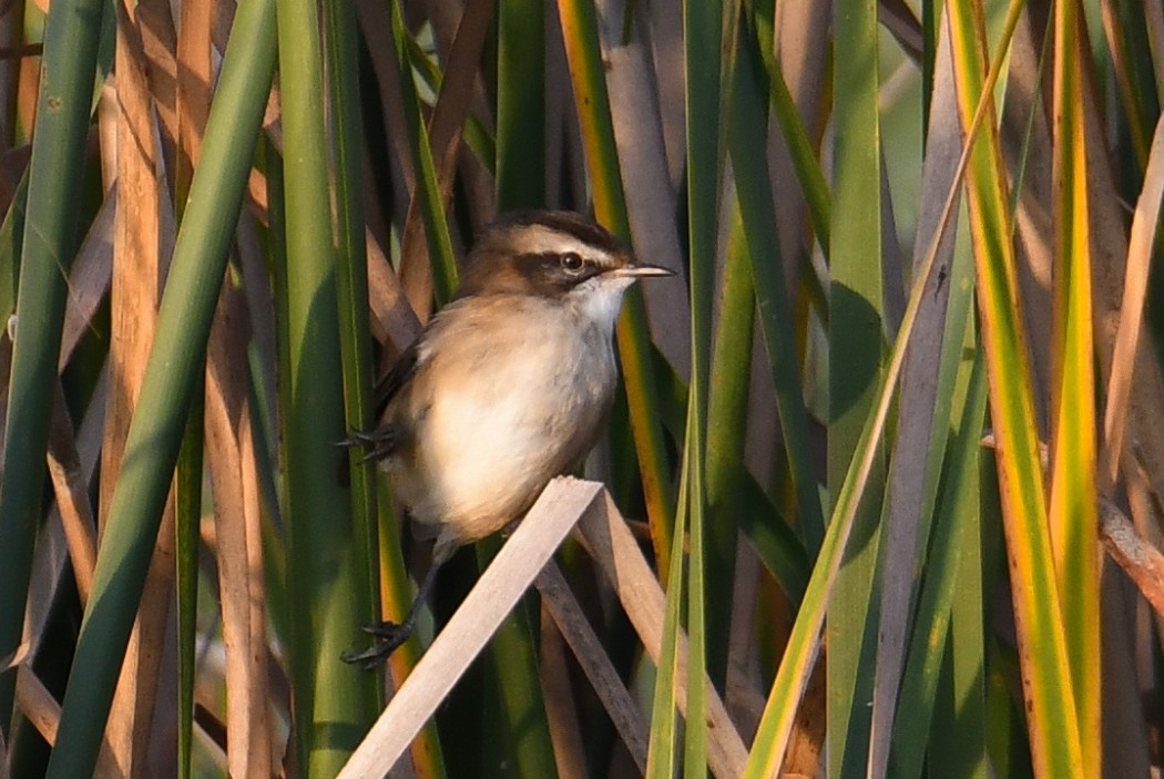 Moustached Warbler