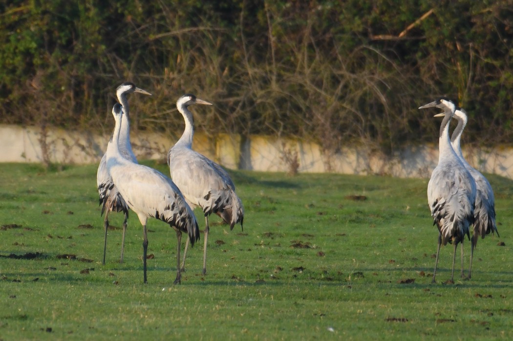 Common Crane