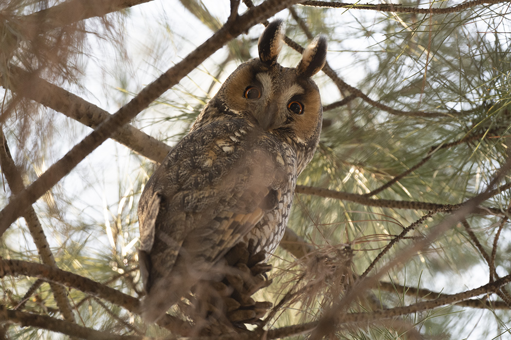 Long-eared Owl