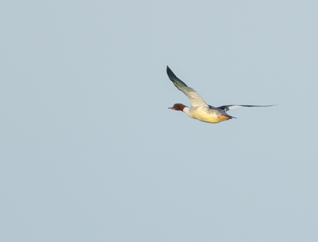 Common Merganser