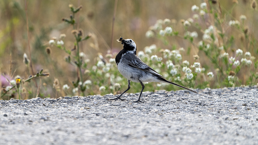 White Wagtail