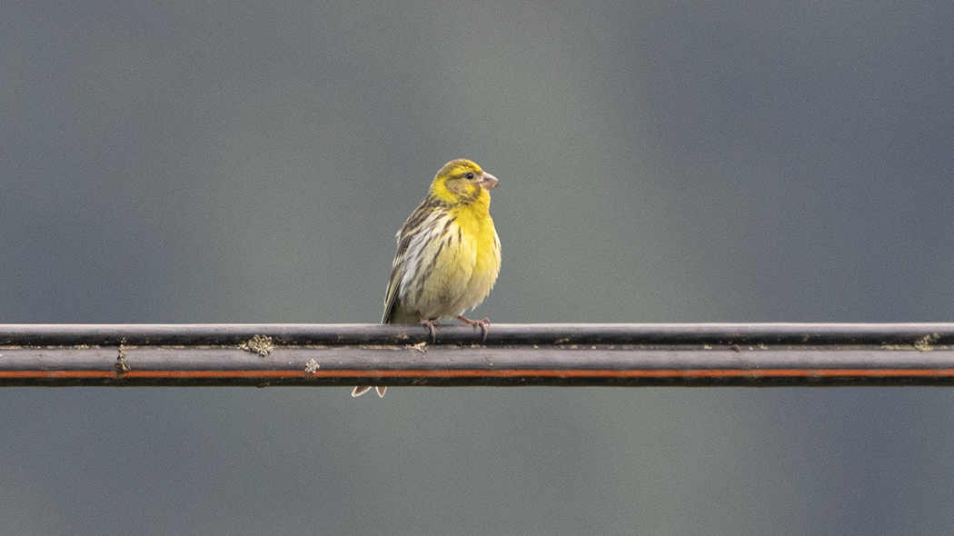 European Serin