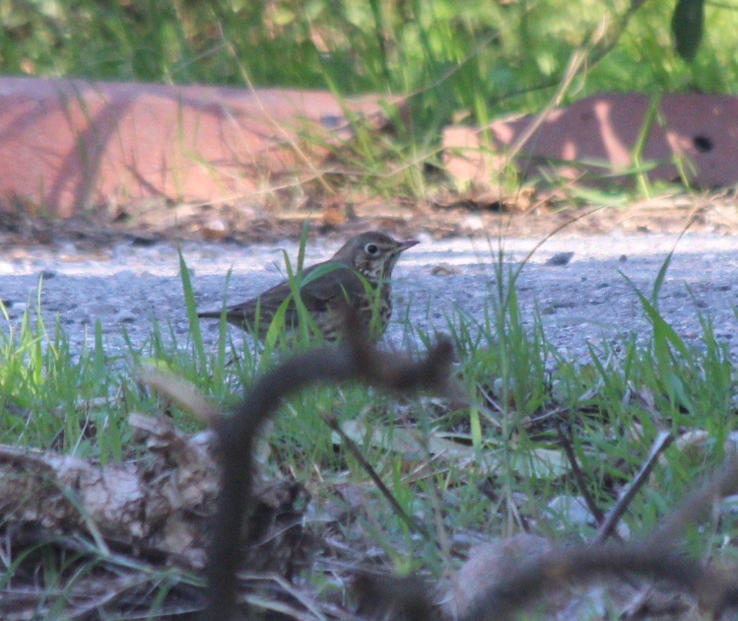 Song Thrush