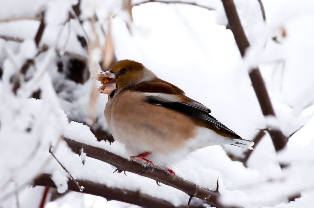 Hawfinch