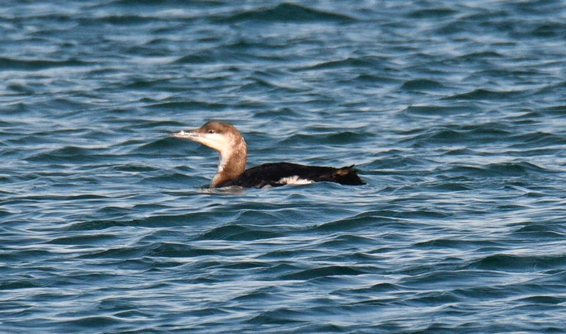 Black-throated Loon