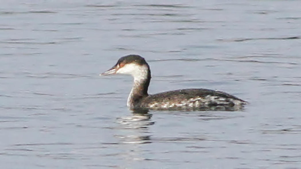 Horned Grebe