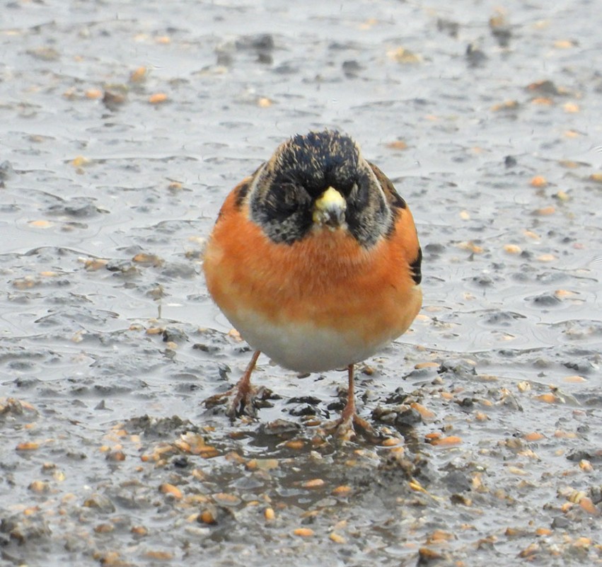 Brambling