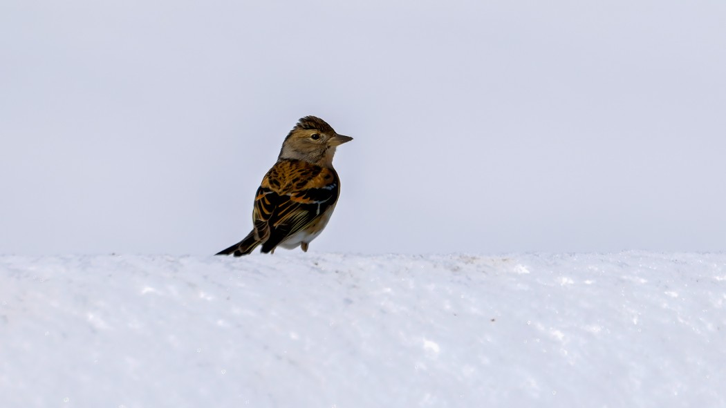 Brambling