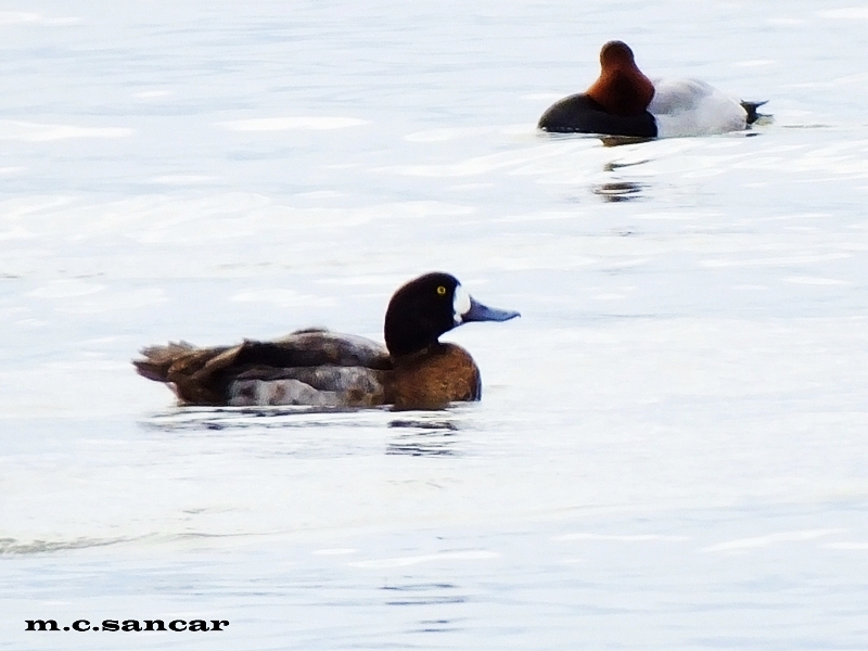 Greater Scaup