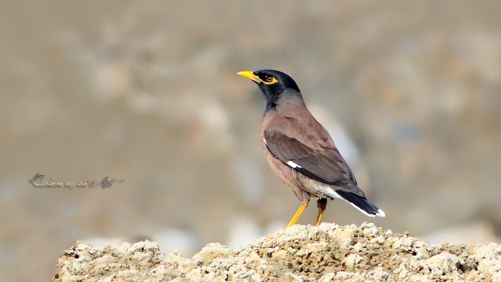 Common Myna
