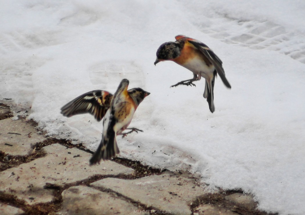 Brambling