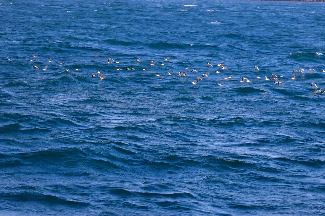 Yelkouan Shearwater