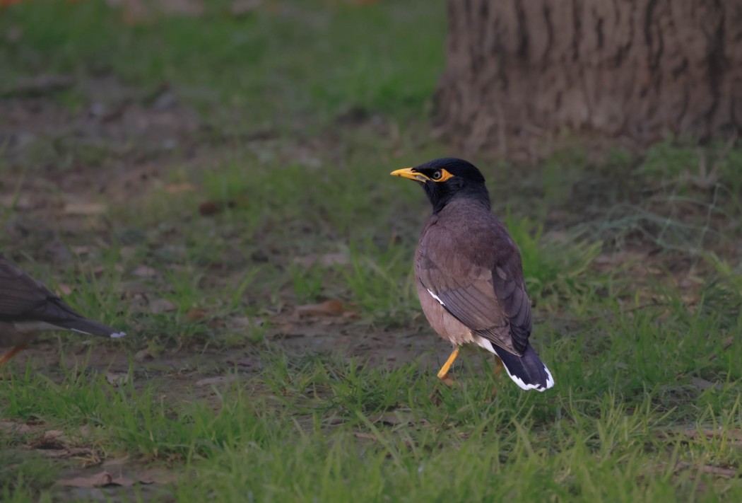 Common Myna