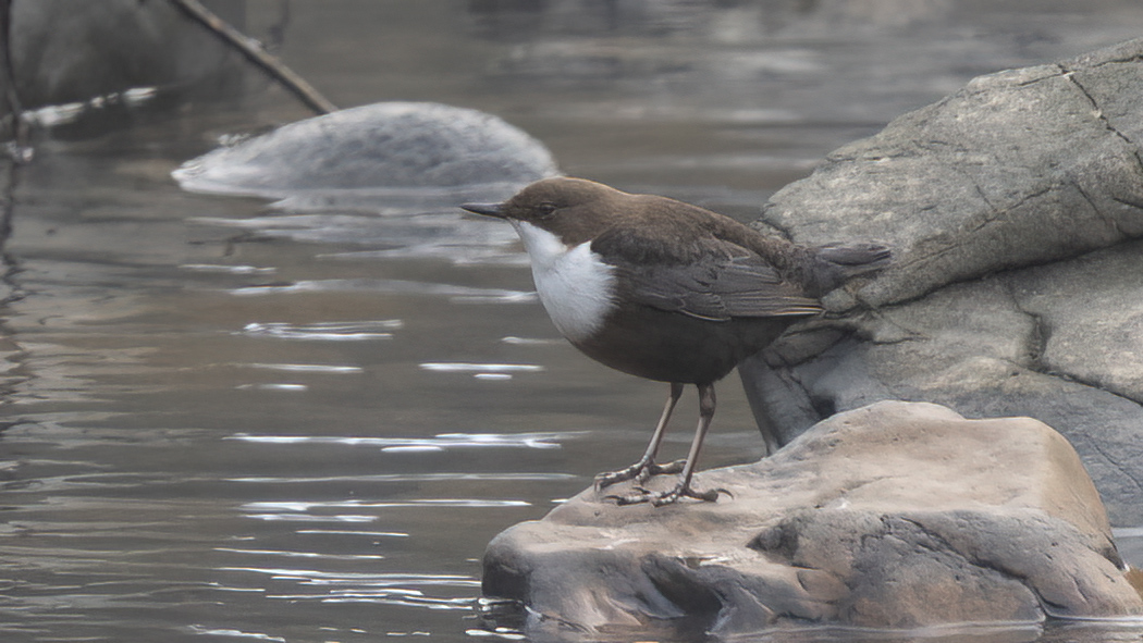 White-throated Dipper