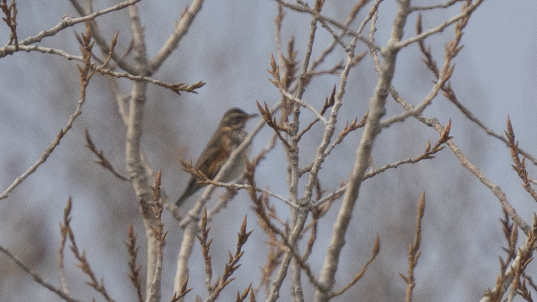 Redwing