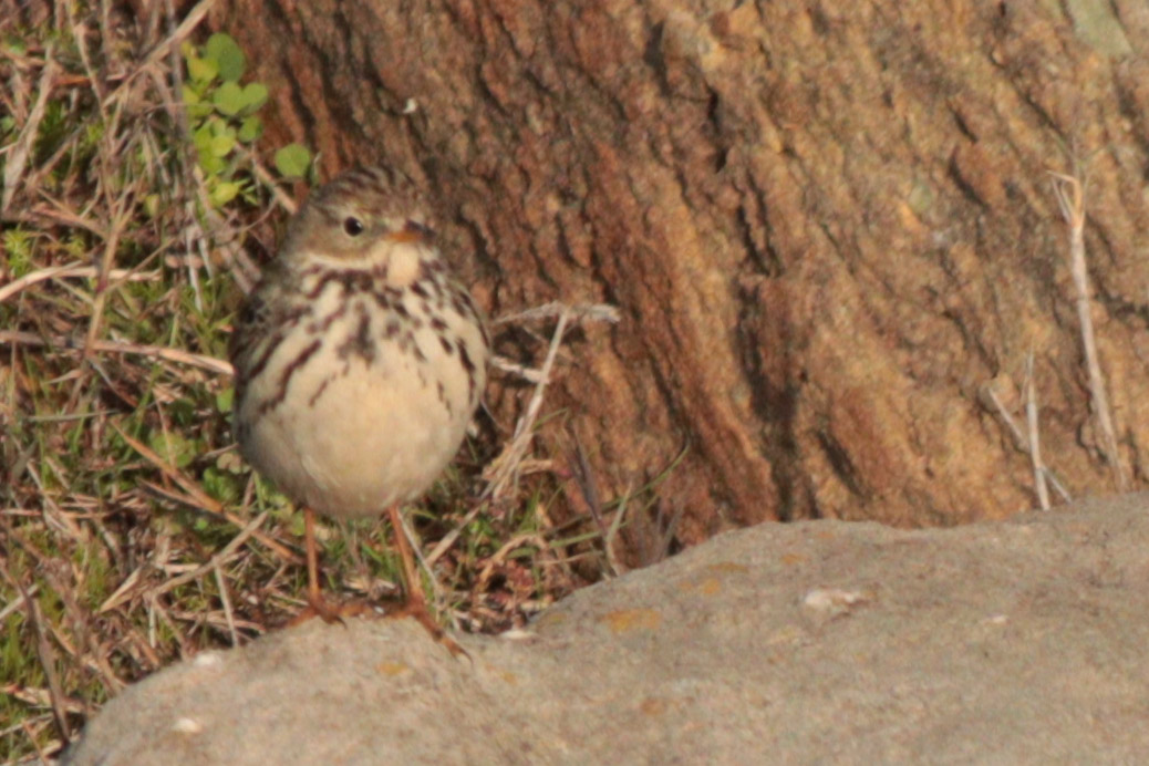 Meadow Pipit