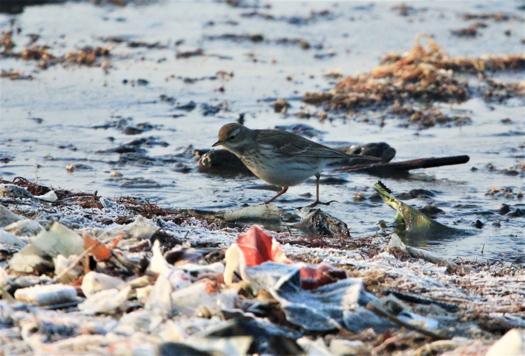 Water Pipit