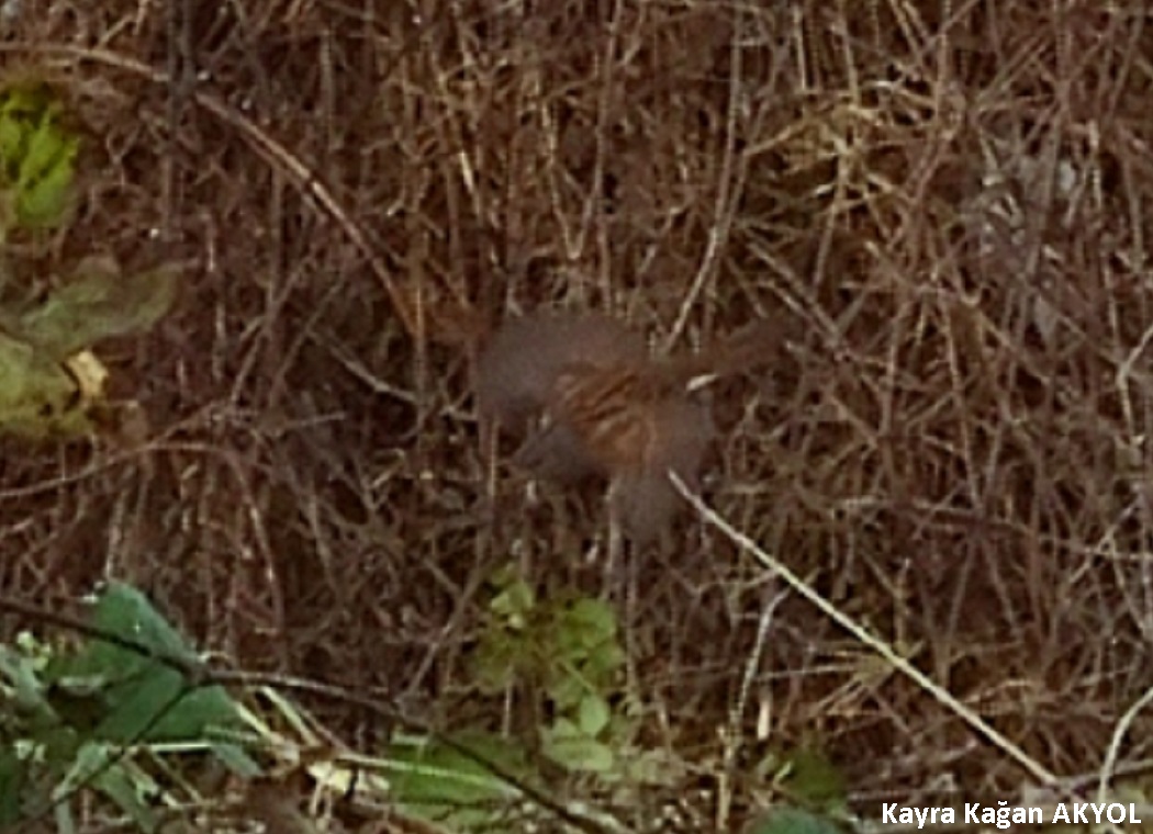 Dunnock