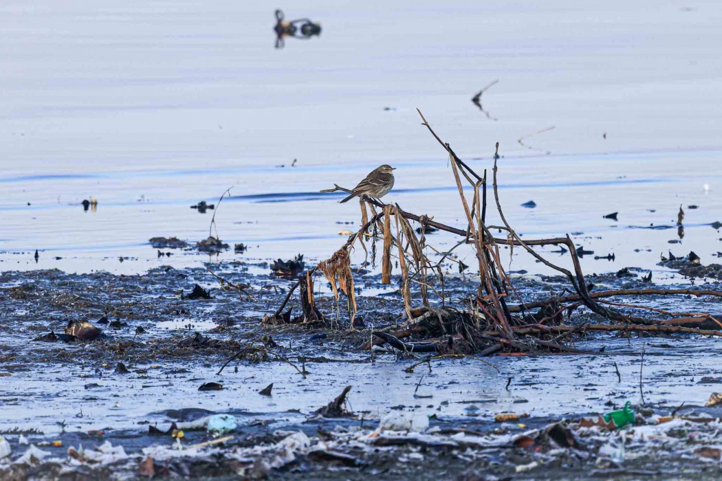Water Pipit