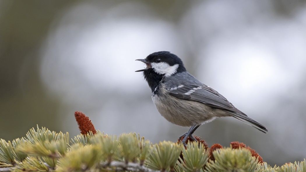 Coal Tit