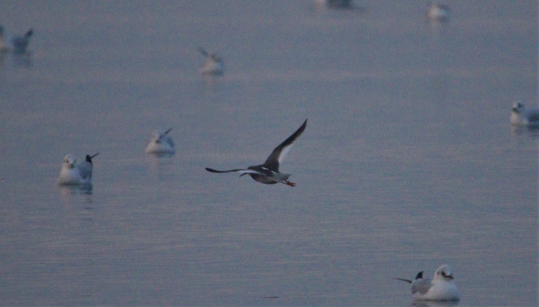 Common Redshank