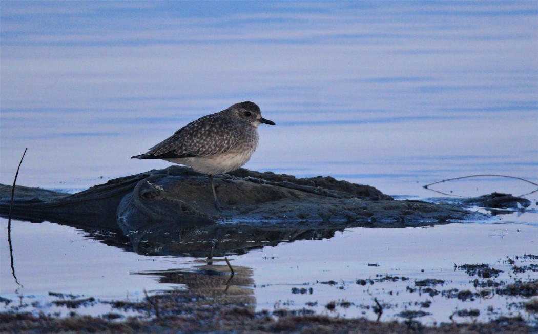 Grey Plover