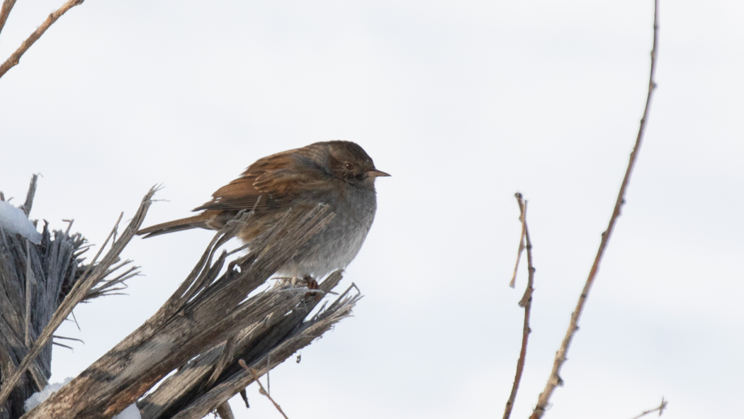 Dunnock