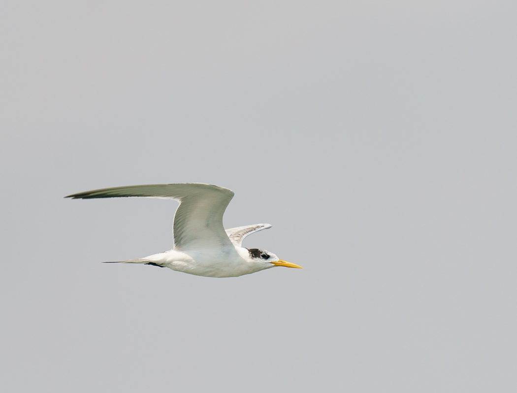 Lesser Crested Tern