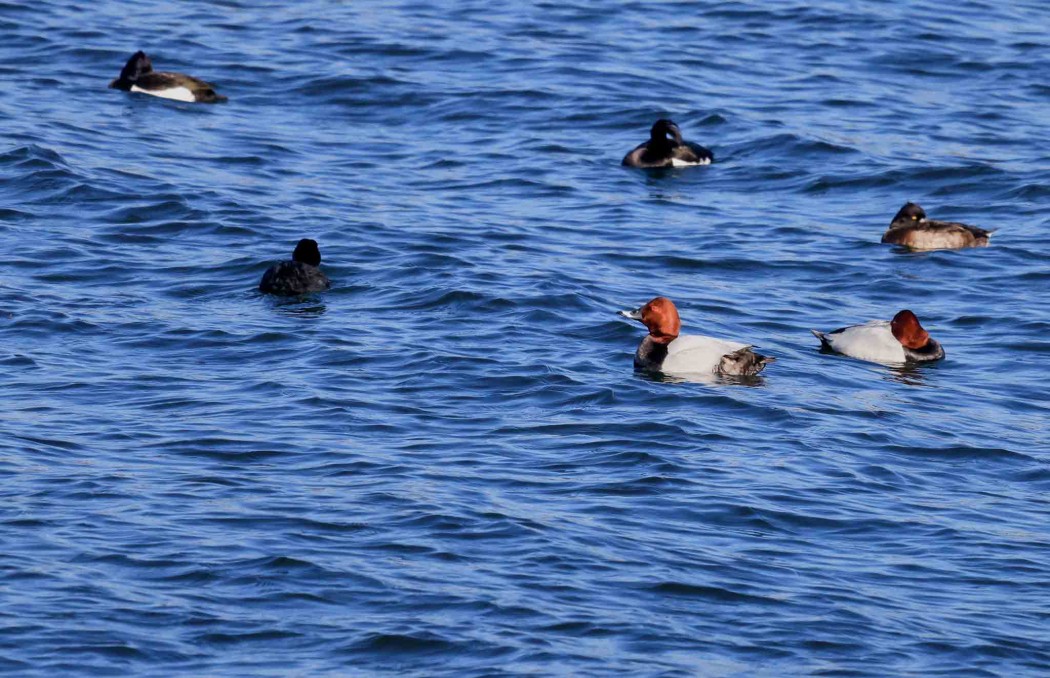 Common Pochard
